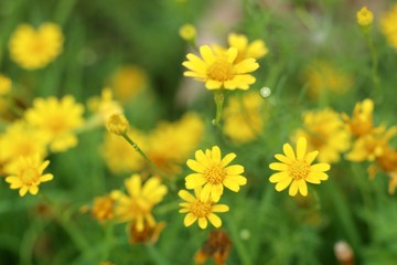 Daisy flower in tropical