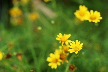 Daisy flower in tropical