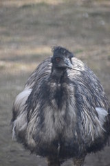 Closeup of a black Australian emu with orange eyes in a park in Germany