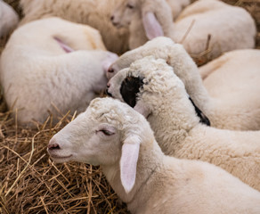 Sheep sleep on the farm