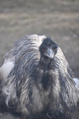 Closeup of a black Australian emu with orange eyes in a park in Germany