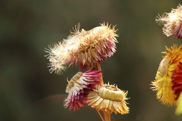 Dried flowers for decoration
