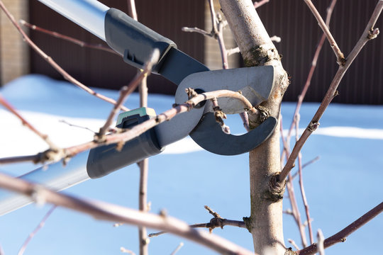 Pruning fruit trees with secateurs in early spring.Cutting the branch by pruning shears in the garden.Seasonal gardening and working.Close up view.Garden care concept.