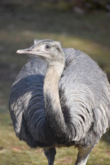 Closeup of a grey ostrich in a park in Germany