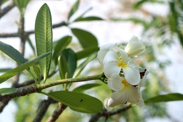 Tropical flowers white frangipani