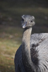 Closeup of a grey ostrich in a park in Germany
