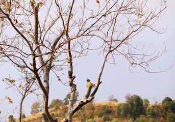 Dry tree in tropical