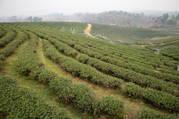 Early morning in the summer time at Tea plantation in Chiang Rai province Thailand.  Most of tea grown here are Oolong tea.