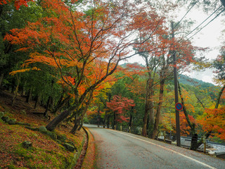 Road with colorful yellow, green , orange and red maple autumn trees