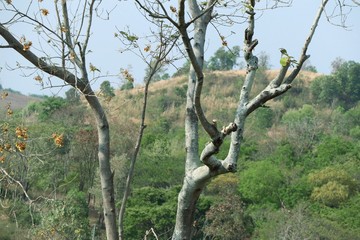 Fototapeta na wymiar Dry tree in tropical