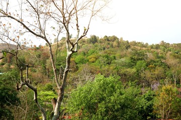 Dry tree in tropical
