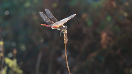 Fototapeta premium Dragonfly outdoor on a grass stalk
