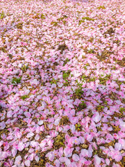 Colorful pink cherry blossom petals fall on the ground