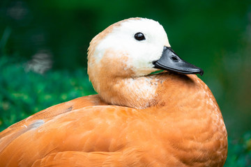 Portrait of a ruddy shelduck (Tadorna ferruginea of the antidae family). 