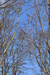 trees photographed from below on a sunny spring day with a blue sky
