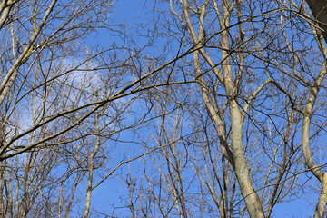 trees photographed from below on a sunny spring day with a blue sky