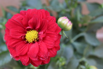 Red Flowers