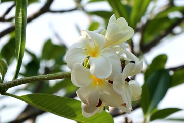 Obraz na płótnie Canvas Tropical flowers white frangipani