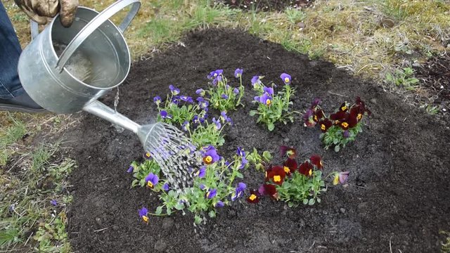 Watering flowers in spring