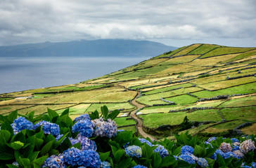Dirt road on corvo island, with hydrangeas in the front. 