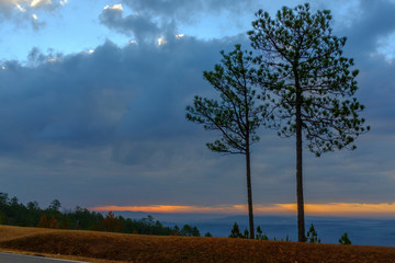 landscape with trees, clouds, and blue sky