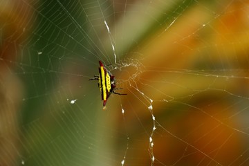 Spider on the webs