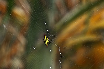 Spider on the webs