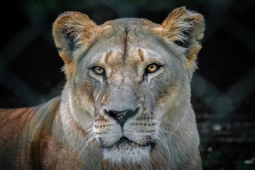 Obraz na płótnie Canvas Portrait einer Löwin Frontal