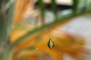 Spider on the webs