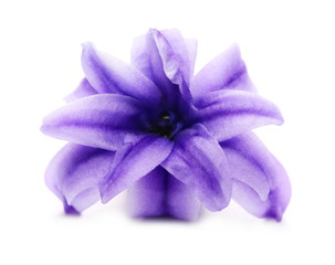 Naklejka premium Flower hyacinth macro, blooming spring flower isolated on white background 