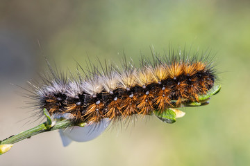 Caterpillar in its natural environment.