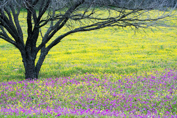Fototapeta premium Spring Wildflowers in Texas Hill Country