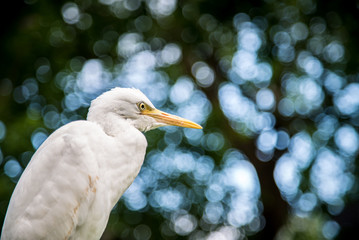 Adult bird white Egretta Garzetta on the tree. Little egret at Park Taipei city