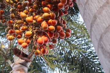 Betel palm on tree