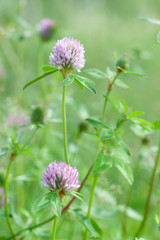 Red clover (Trifolium pratense) flowers in the meadow.