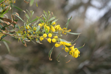 Mimosa flowers on a twig