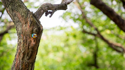 Obraz premium A bird Taiwan Barbet in the hole nest on the tree at Taiwan Daan Forest Park