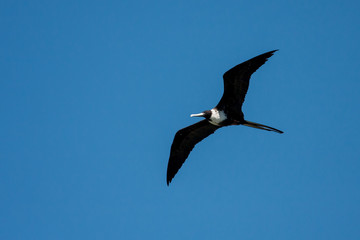 Magnificent Frigatebird