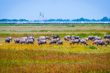 Obraz premium Heard of water buffalos on Songkhla lake