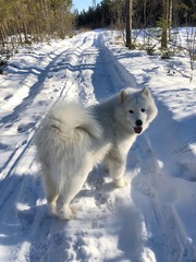 Beautiful white dog in winter in the village 