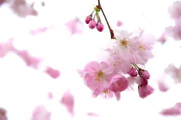 Zierkirsch - Blüten in Rosa und Pink - Hintergrund 