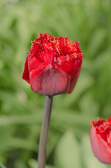 Terry red fringed tulip Barbados