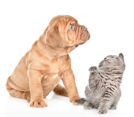Mastiff puppy and playful baby kitten . isolated on white background