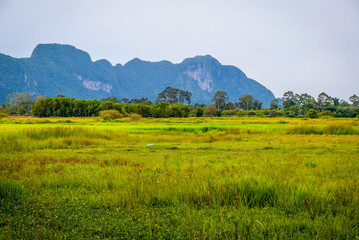 Fototapeta na wymiar Fields in outskirts of Phatthalung