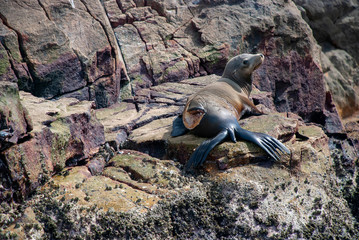 A sea lion with a massive injury following a shark attack in Baja California, Mexico