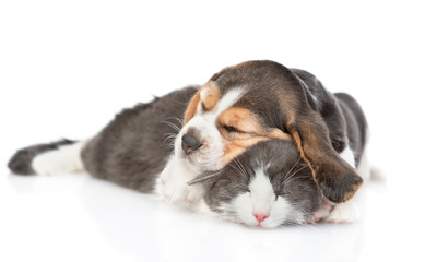 beagle puppy sleeping and hugging adult cat. isolated on white background