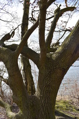 Big brown tree with a lake in background