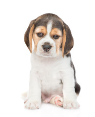 Sad little beagle puppy looking at camera. isolated on white background