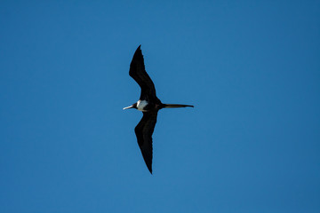 Magnificent Frigatebird