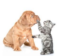 Playful kitten with mastiff puppy. isolated on white background
